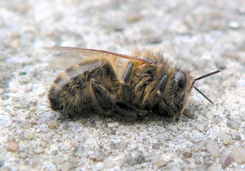 16. Синдром разрушения колоний животные, насекомые, пчёлы, факты