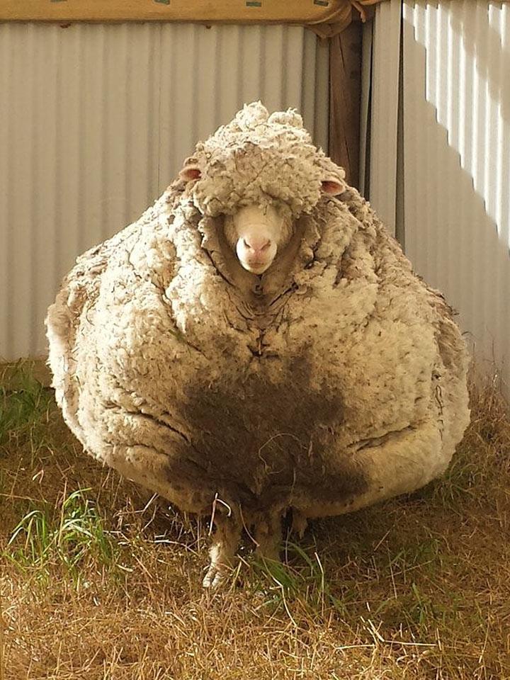 Овца отбилась от своего стада. Через 5 лет она поразила всех!