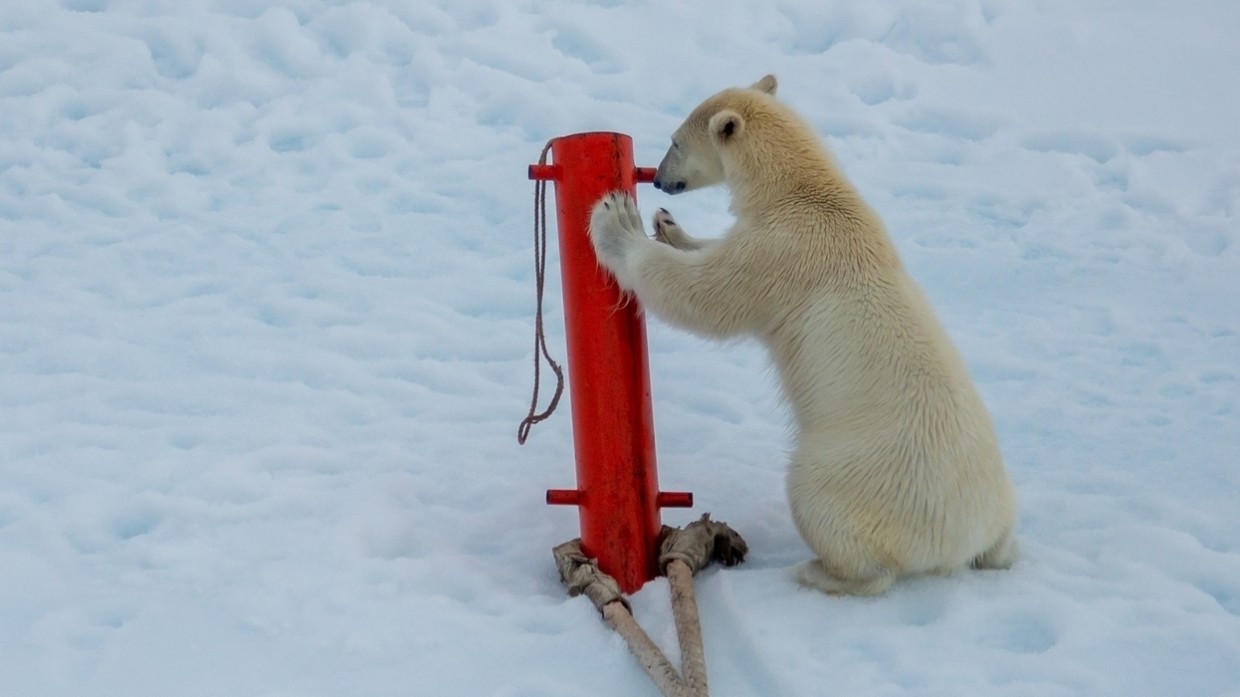Одинокий медвежонок засел около красноярского поселка Диксон недалеко от людей