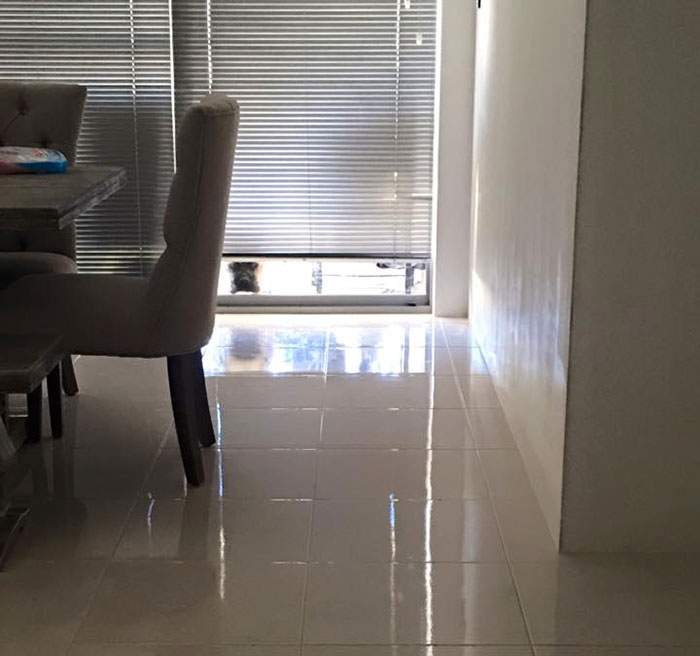 собака всегда подстерегает хозяина 