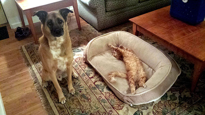 cats-stealing-dog-beds-9-57e0fdab323c4__700