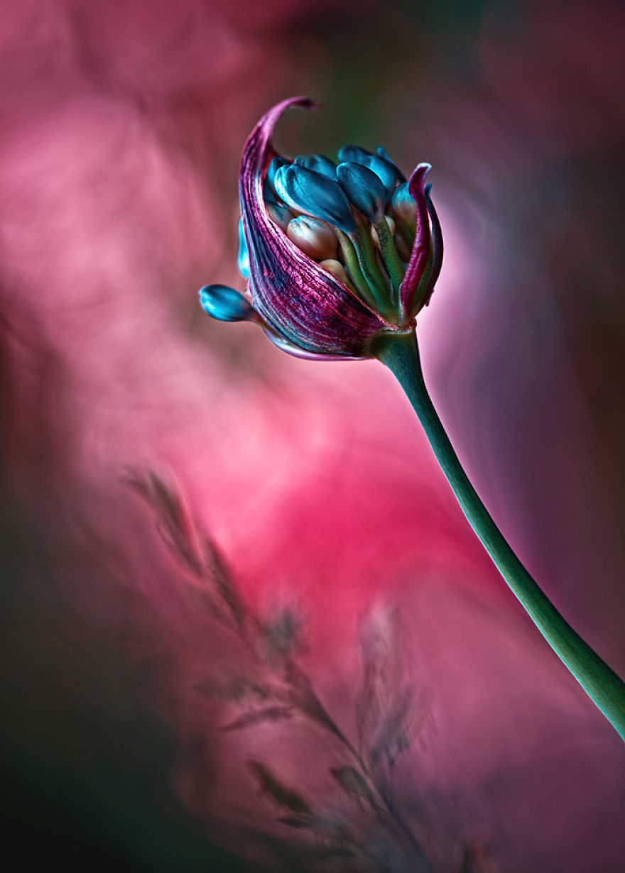 сказочный макро-мир в фотографиях Магда Васичек