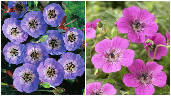 Герань Валлиха Buxtons Variety. Фото с сайта www.thompson-morgan.com. Герань Валлиха Syabru. Фото с сайта www.euregiogarden.over-blog.com