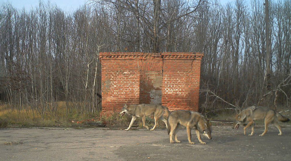 Животный мир в зоне отчуждения Чернобыля животные,Чернобыль