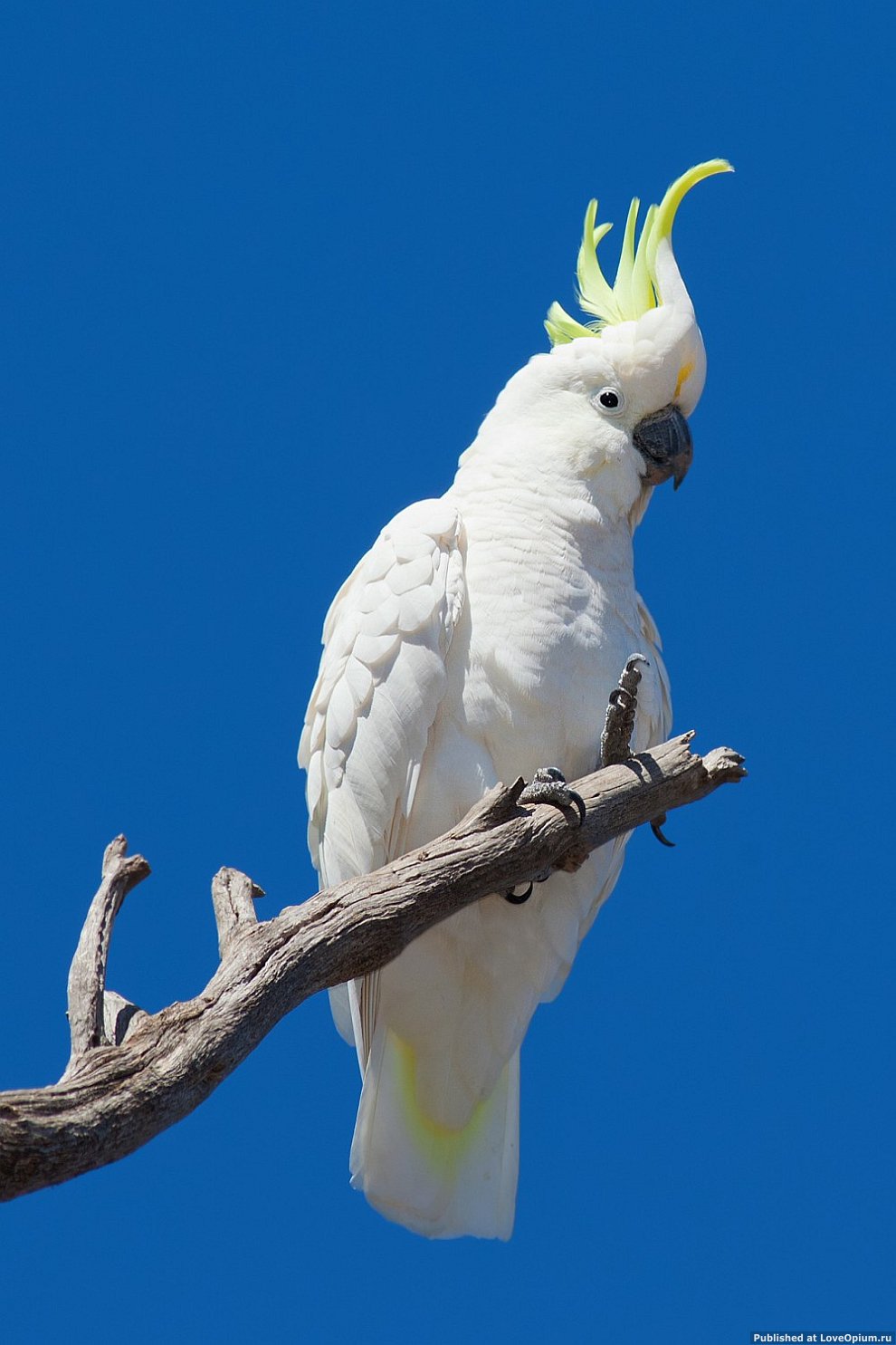 Большой какаду. Попугай Какаду. Попугай Какаду желтый. Белый попугай Какаду. Белый желтохохлый Какаду.