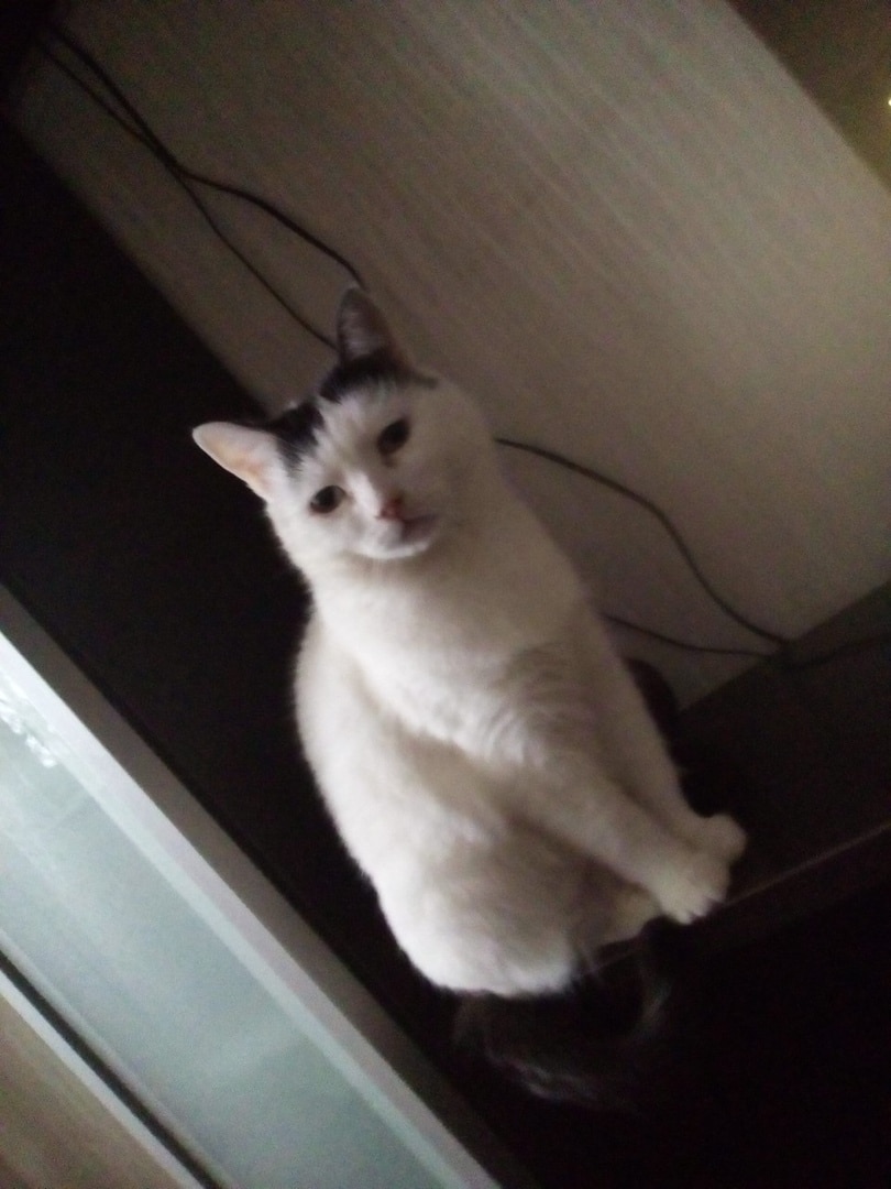 кошка в квартире