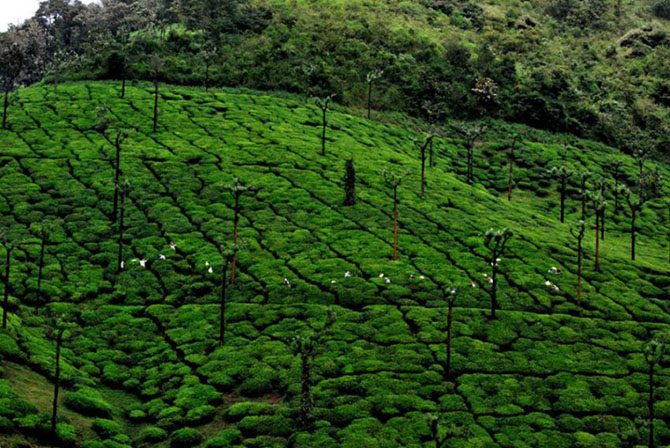 Самые живописные чайные плантации в мире плантация, Чайная, плантации, чайной, Индия, чайную, Индии, ШриЛанка, чайными, плантацию, чайных, время, плантаций, ШриЛанке, Азербайджане, ежедневно, зеленый, Чайные, возле, железы