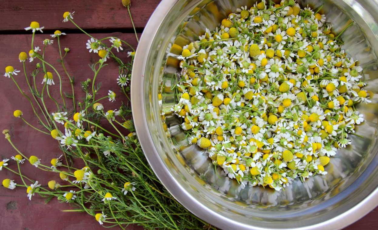 Лечение глаз травами: без химии можно улучшить зрение!