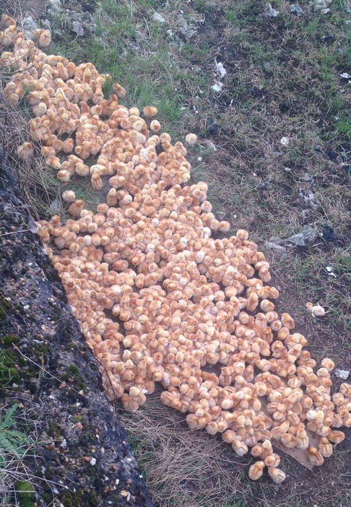 1000-chicks-dumped-field-england-3