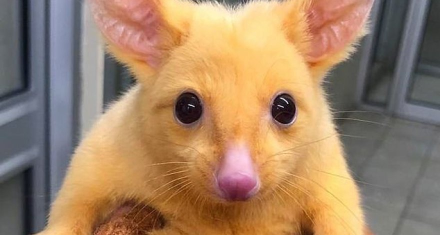 Найден ярко-жёлтый зверёк, похожий на Пикачу Найден ярко-жёлтый зверёк, похожий на Пикачу