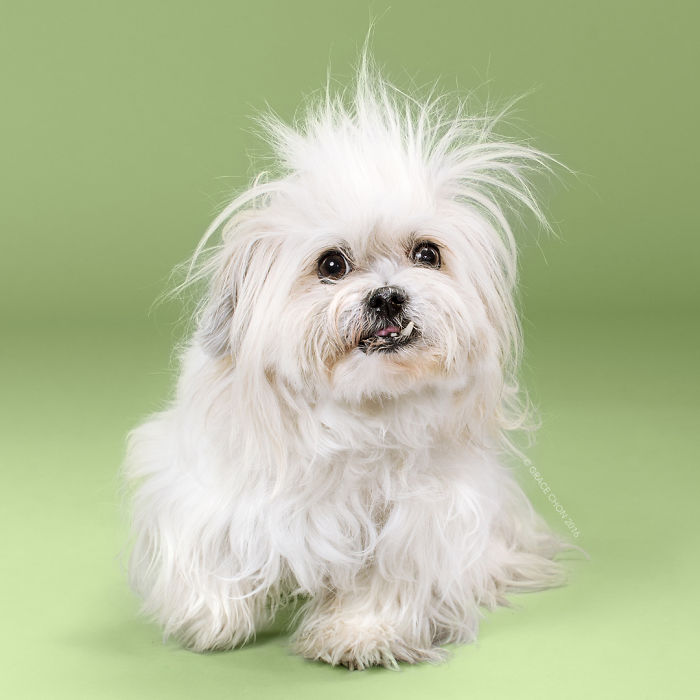 собаки до и после стрижки 