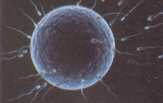 Профессор МГУ назвал идиотизмом размножение без мужчин