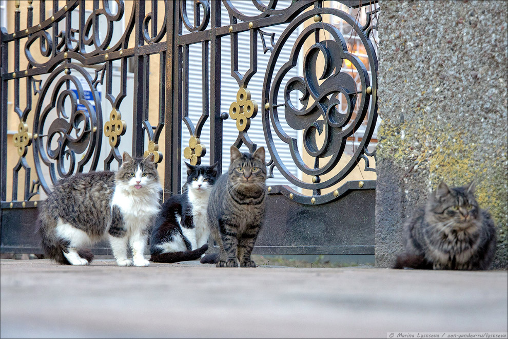 Коты в Калининграде. Нашествие сувениркой, около, несколько, больше, высоте, Курортном, живые, территории, котоменю,  Единственный, живой, экспонат, Любите, почивал, кошекКоты, кассыЛапкиНачало, музейной, экспозиции, видно, этажеНо