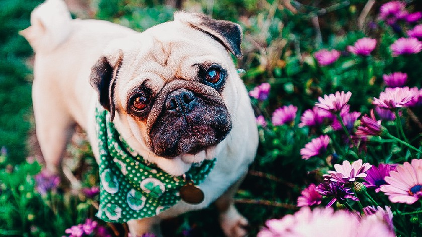 Не только йорки: 5 мелких пород собак для легкого содержания в квартире Не только йорки: 5 мелких пород собак для легкого содержания в квартире наши любимцы,собаки