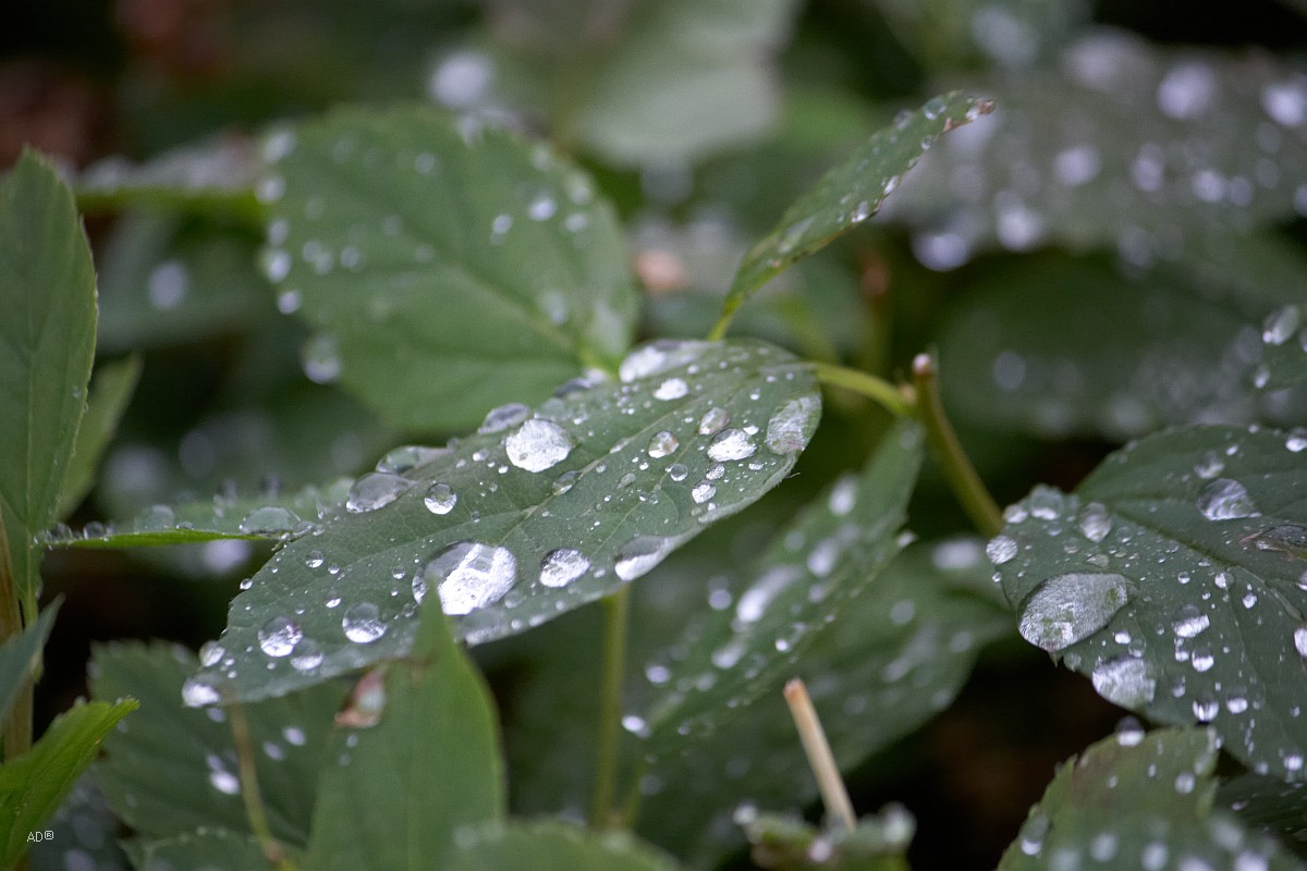 трава макросъемка. запах росы. запах росы. запах росы после дождя. блюменберг утренняя роса.