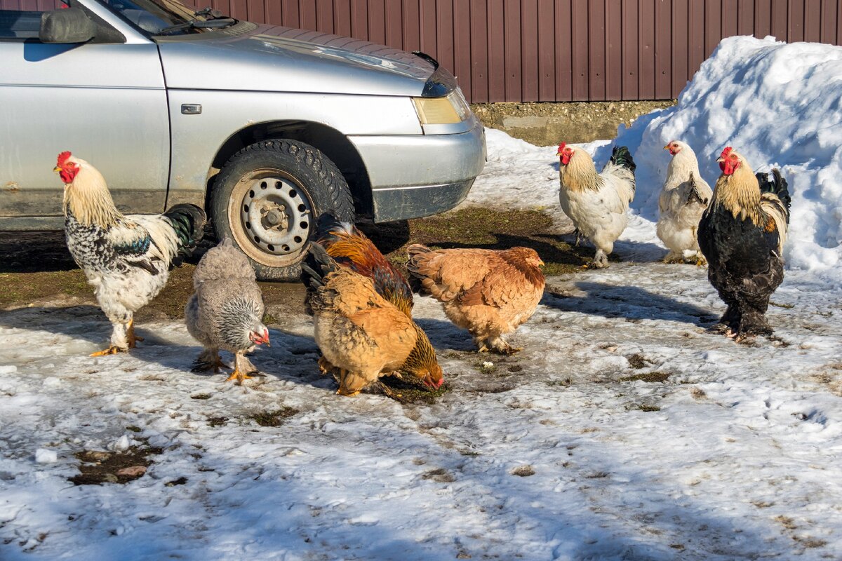 Хутор Зазулин: гуляла среди гусей, кур и овец и нашла немецкий военный мемориал 