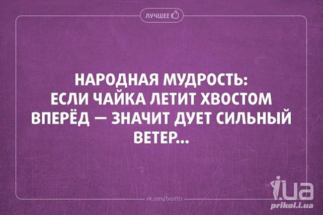 Значит вперед. Морская примета если Чайка летит. Если Чайка летит попой вперед сегодня. Если Чайка летит хвостом. Если Чайка летит попой вперед сегодня сильный ветер.