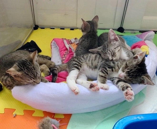 Котята в кровате