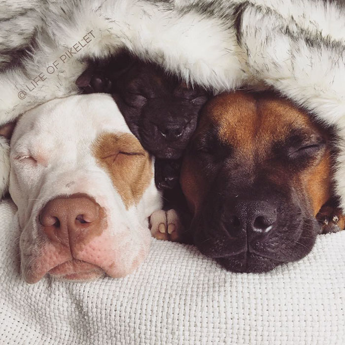 спасенные собаки приняли щенка