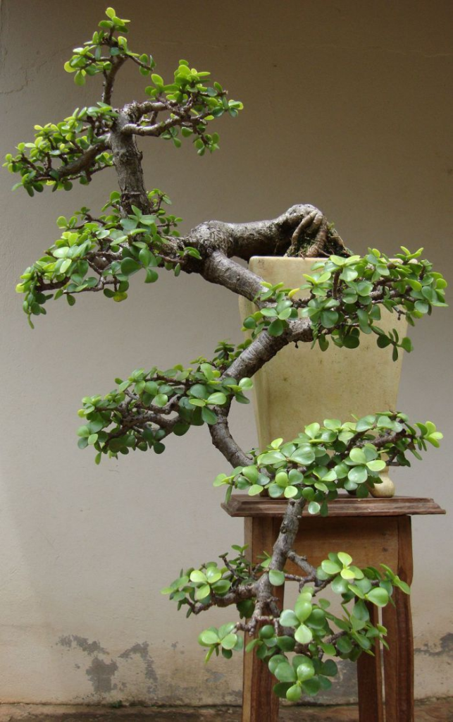 Карликовые деревья для дома: особенности ухода и фото уютных вариантов Карликовые деревья для дома: особенности ухода и фото уютных вариантов идеи для дома,комнатные растения