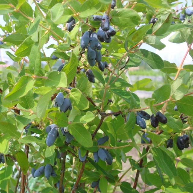 Жимолость голубая, или Жимолость синяя (Lonicera caerulea)