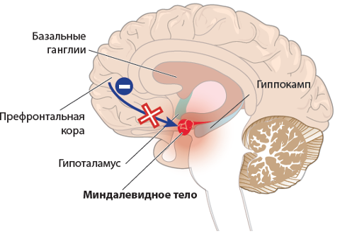 Механизм когнитивного контроля эмоций
