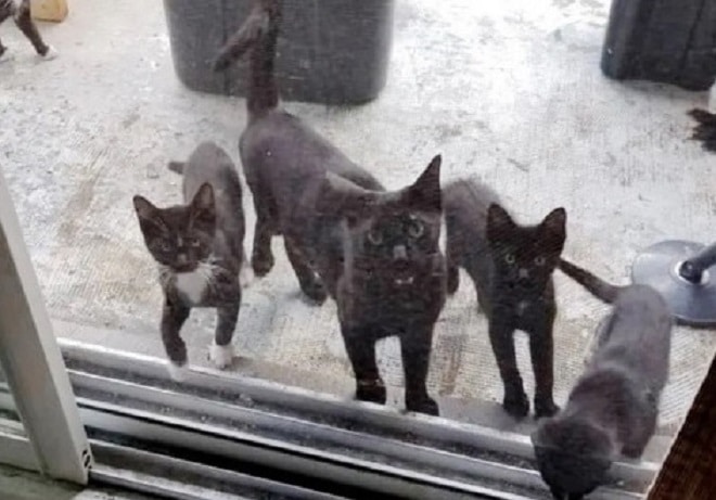 Кошка с котятами стоит