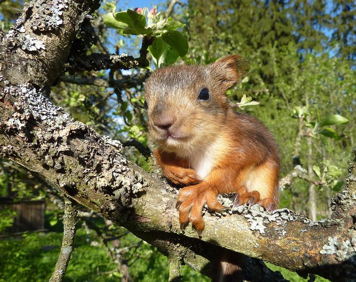 Животные, белка, позитив