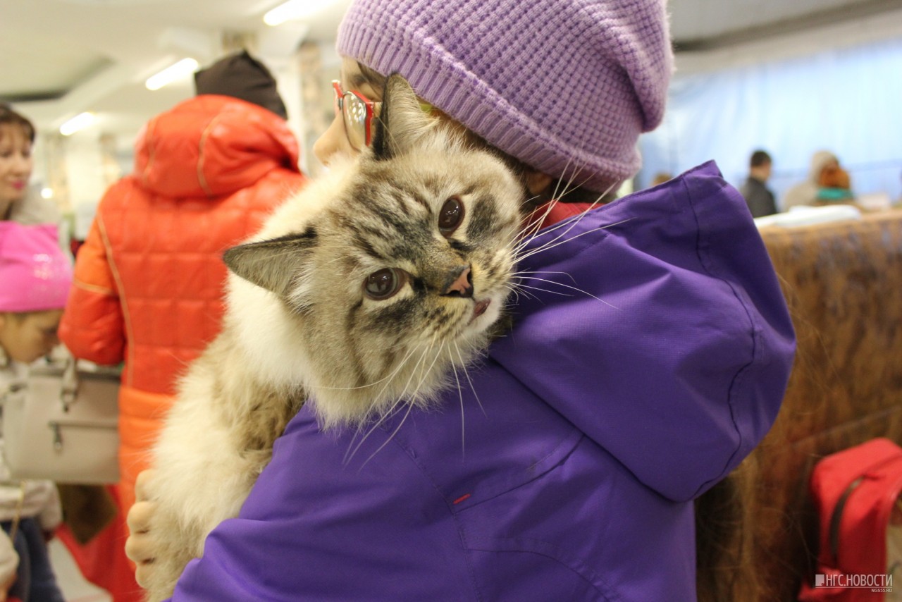 Кошки омск. Выставка кошек Омск. Выставка кошек Омск 7 марта. Концерт кошки Омск. Выставка кошек Нижний Тагил 8 9 октября.