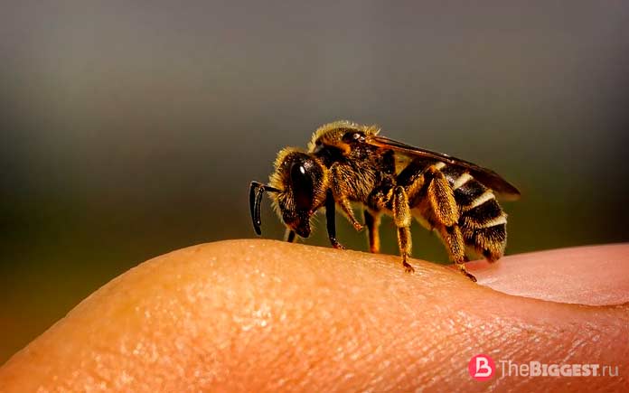 Самые опасные пчёлы
