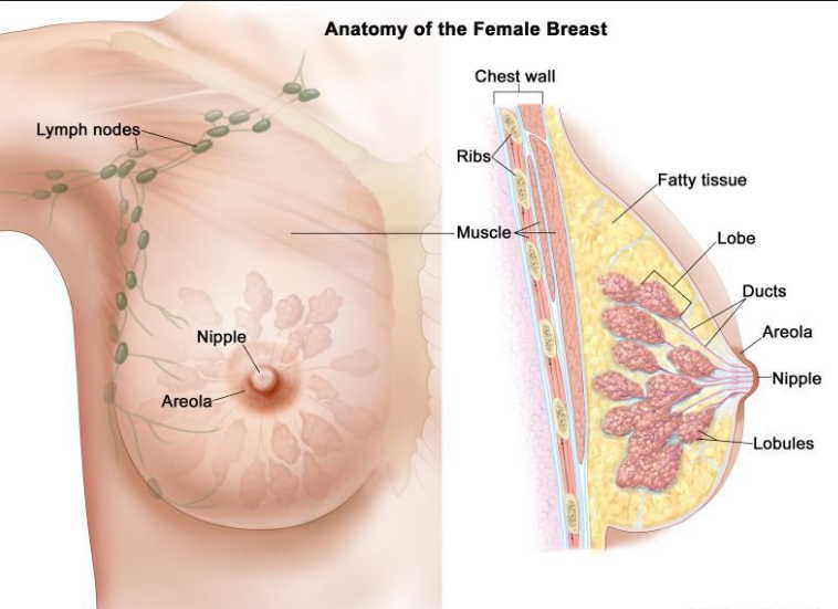Гипертония и повышенная масса тела - частые причины рака груди! Самый опасный возраст - до 30 и после 60 лет