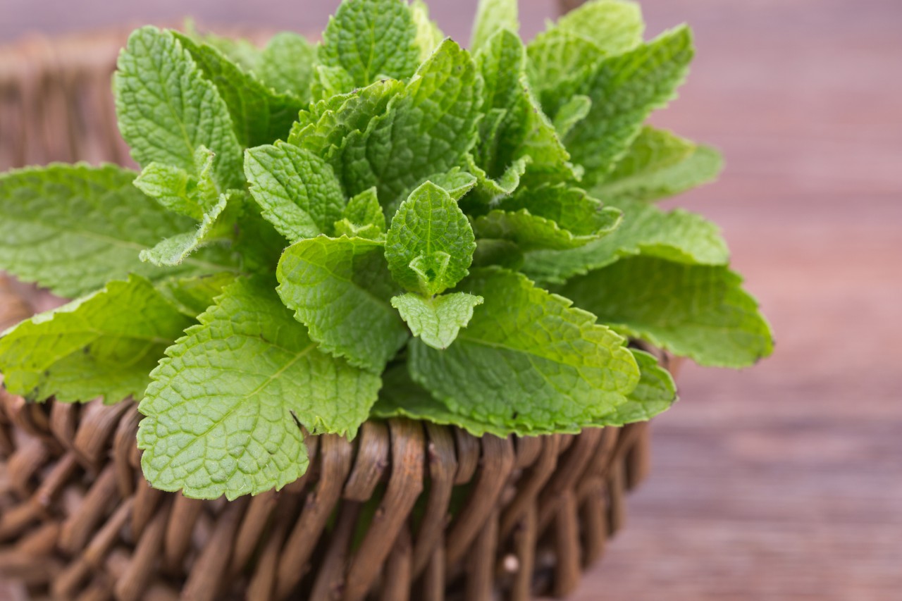 fresh mint leaves on a wooden background