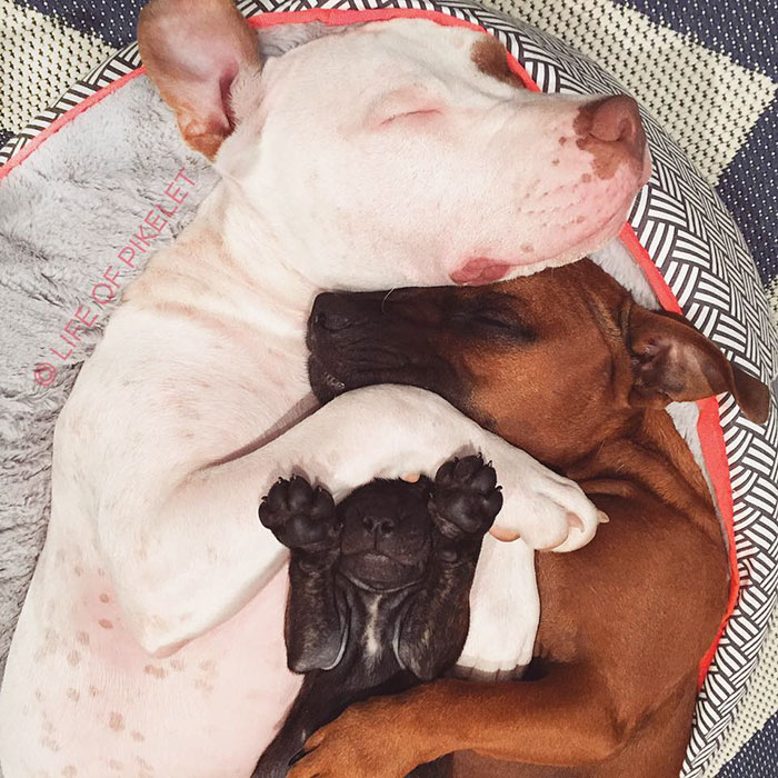 спасенные собаки приняли щенка