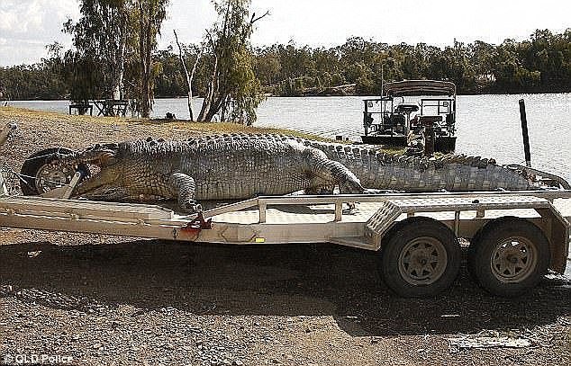 Гигантского крокодила длиной 5,26 м, изрешеченного пулями, нашли в сентябре прошлого года на реке Фицрой недалеко от Рокгемптона (Австралия) ynews, австралия, животные, истории из жизни, крокодил, охрана животных, убийства животных, штраф