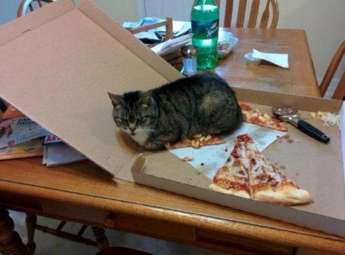 Кошачья логика Кошачья логика