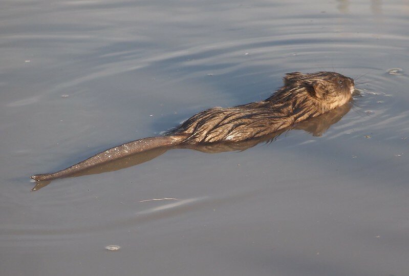 Виден плоский хвост ондатры. Фото J. Maughn (flickr.com)