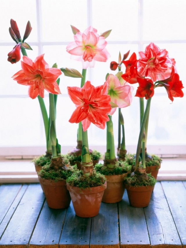 Гиппеаструм (Hippeastrum)