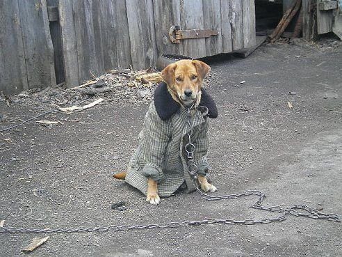 Тайная жизнь наших питомцев 