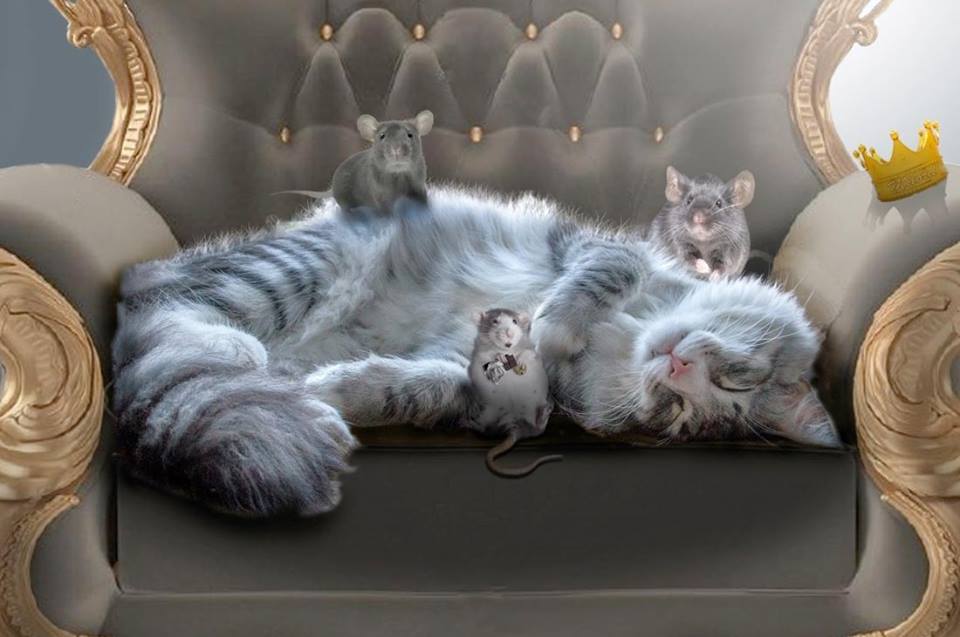 Кошкин счастливый лотерейный билет