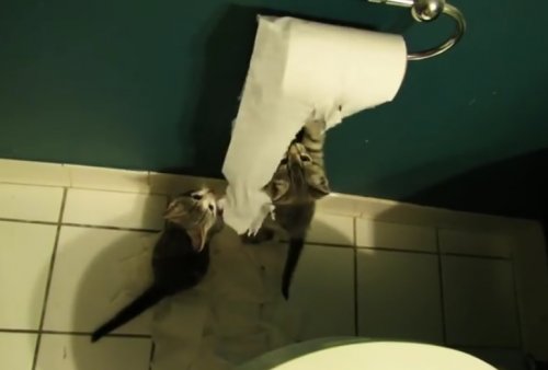 Щенки и котята, которые обожают играться с туалетной бумагой