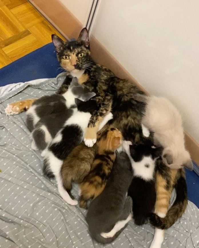 Без кота и жизнь не та