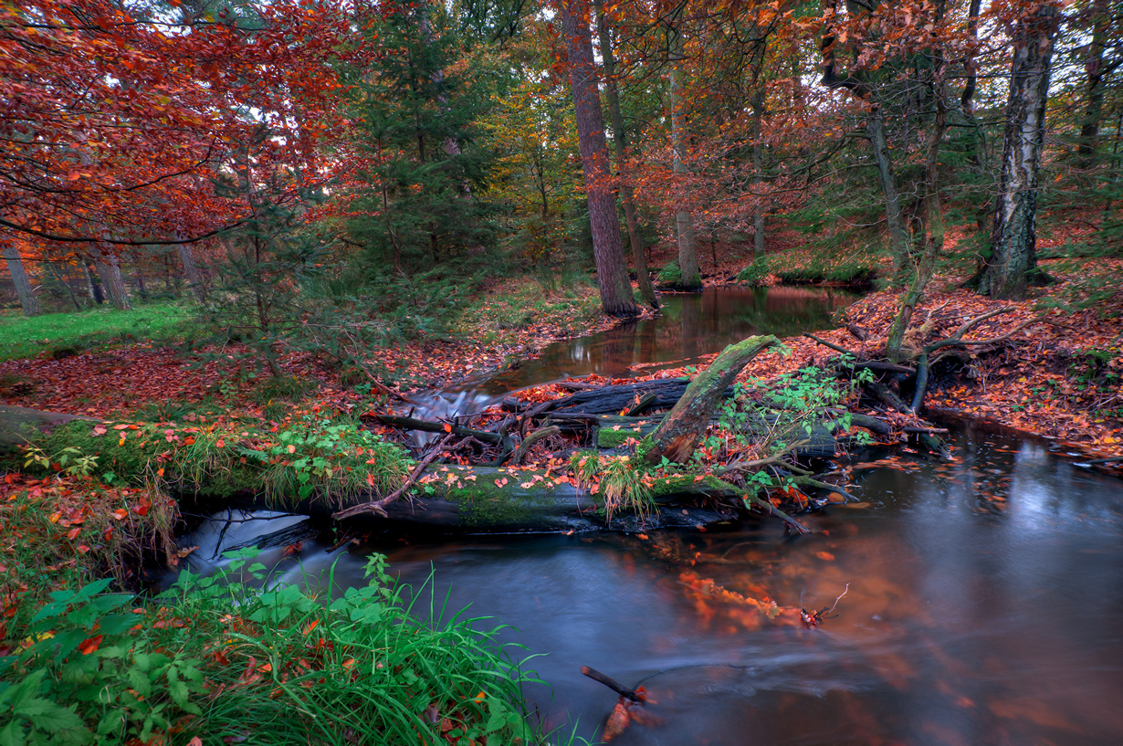 В осеннем парке. (Ray Flinkerbusch)
