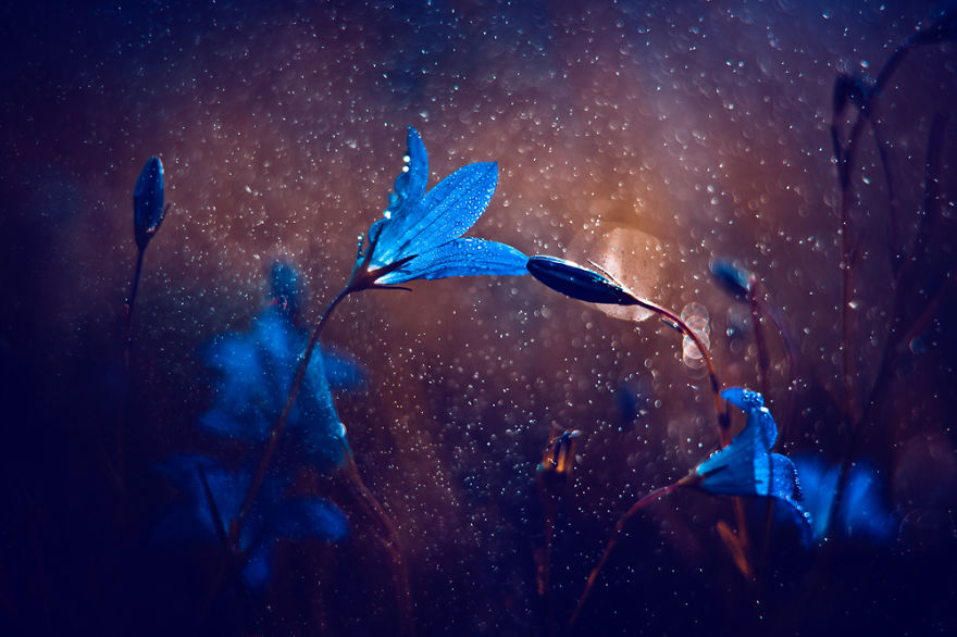 сказочный макро-мир в фотографиях Магда Васичек