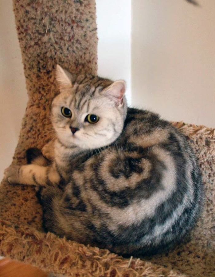 Cinnamon Roll Cat