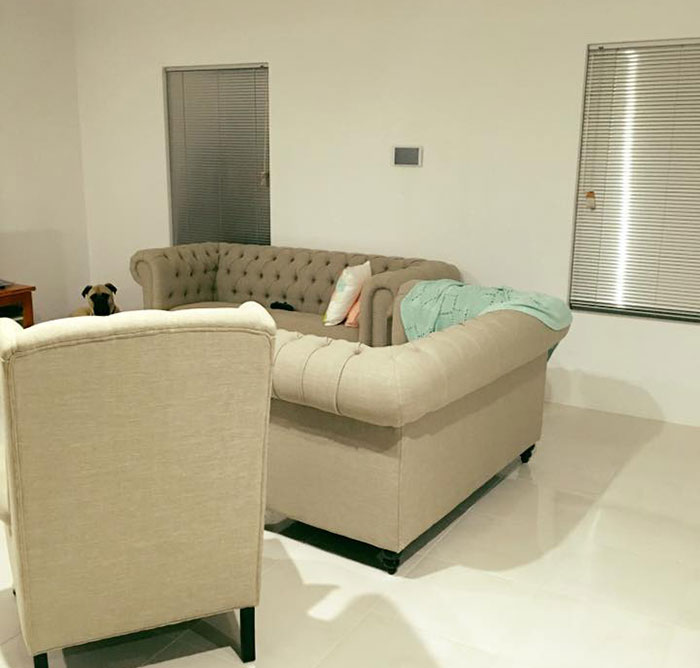 собака всегда подстерегает хозяина 