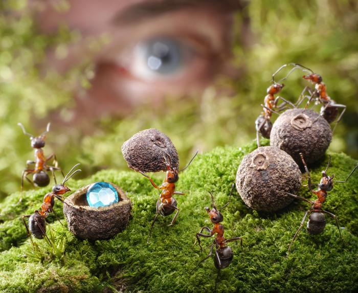 Для чего нужны умные? муравьёв, Резникова, которые, время, можно, муравьи, Жанна, особи, «человек, разведчики, людей, эксперимент, учёные, больше, чтобы, разведчиков, лаборатории, Резниковой, После, интеллектуалов
