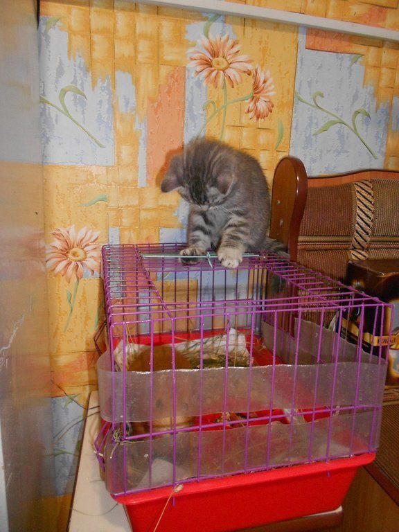 Очаровательные котики