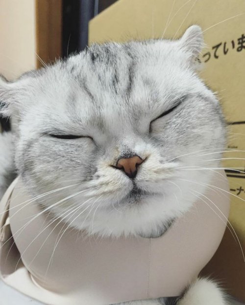 Кошка Хана с большими глазами, взявшая Instagram штурмом (24 фото) Кошка Хана с большими глазами, взявшая Instagram штурмом (24 фото)