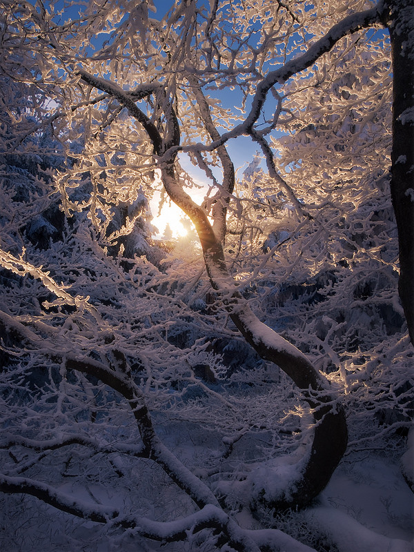 Фотография Trees Frozen in Dance автор Jan Bainar на 500px
