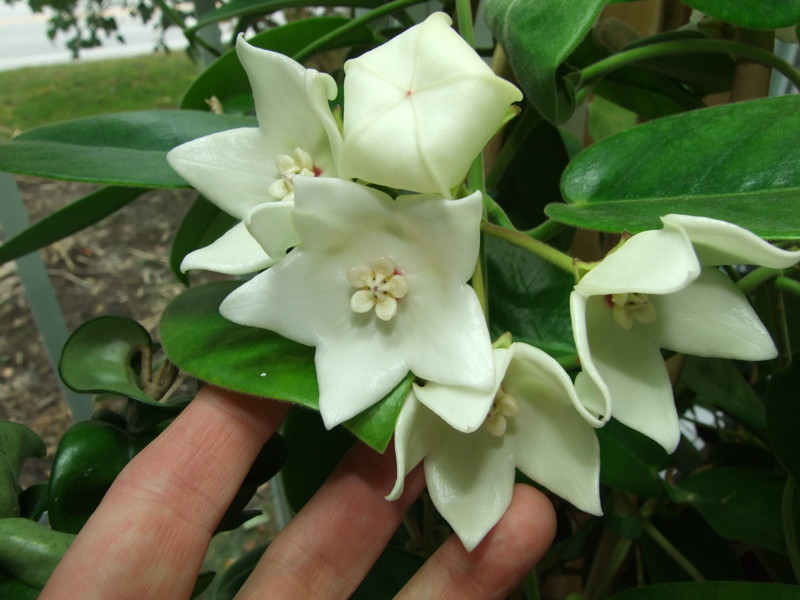 Hoya magnifica красота, лиана, природа, флора, хойя, цветы, чудеса